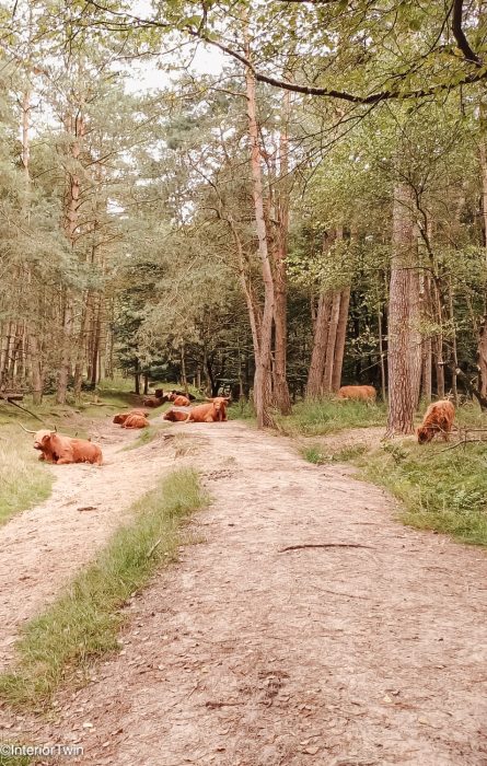 ns wandeling veluwezoom 3